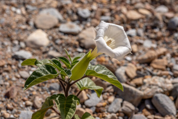 Datura innoxia