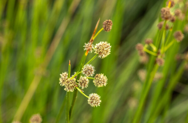 Stekel riet